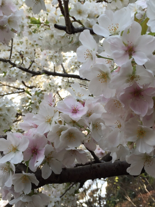 桜の季節になりました